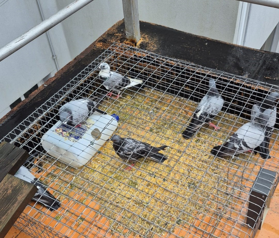 Cambados pone en marcha un plan para el control de la población de palomas en la villa