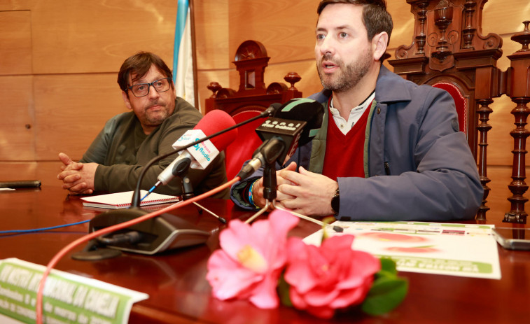 La Mostra da Camelia de Cambados regresa con una treintena de expositores y más de 500 variedades diferentes