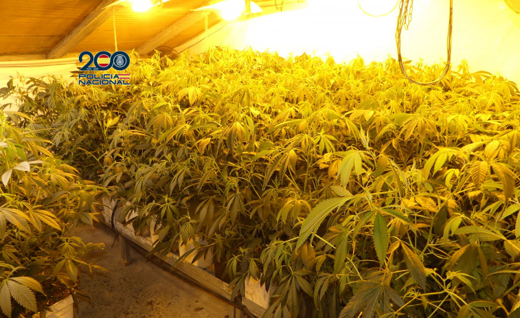 La Policía Nacional de Vilagarcía se incauta de 500 plantas de marihuana en Vilanova