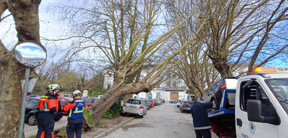 El viento amenaza con derribar uno de los árboles del Sánchez Aguilera de Ferrol