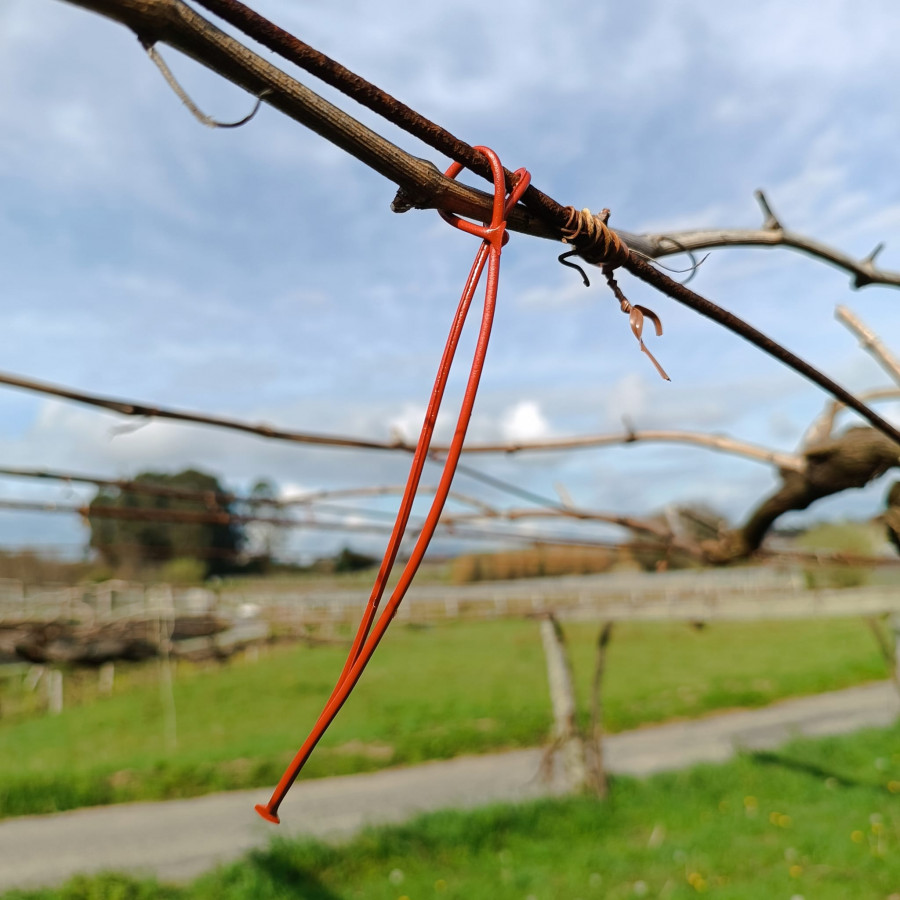 Rías Baixas recomienda extender en toda la DO el uso de feromonas sintéticas para combatir la polilla del racimo