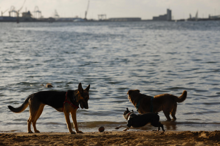 Mata a sus dos perros lanzándolos desde un octavo piso porque está "harta" de sacarlos