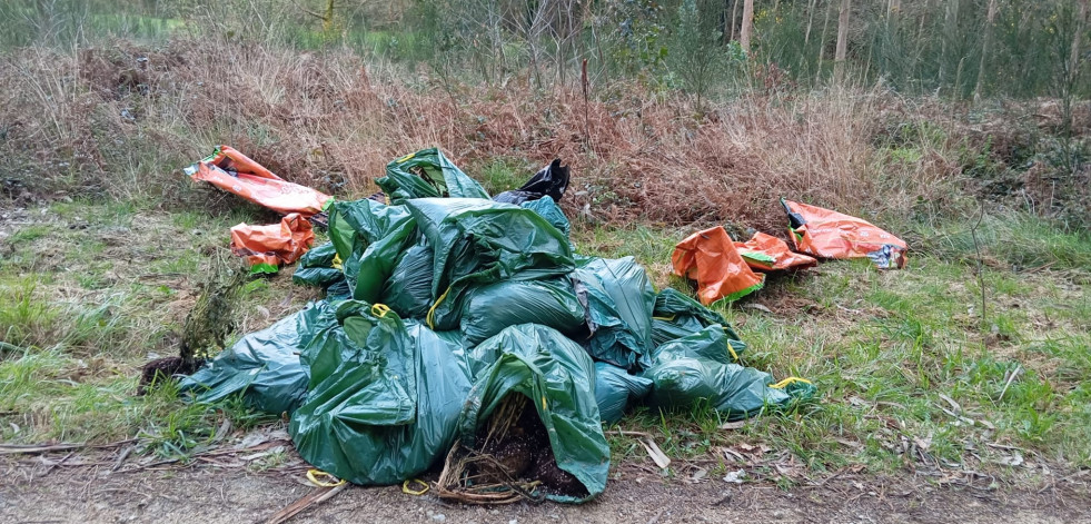 El alcalde de Cuntis encuentra 200 plantas de marihuana en unas bolsas de basura en Vilariño