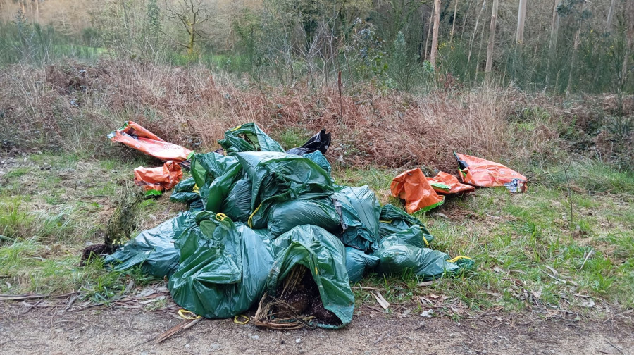 El alcalde de Cuntis encuentra 200 plantas de marihuana en unas bolsas de basura en Vilariño