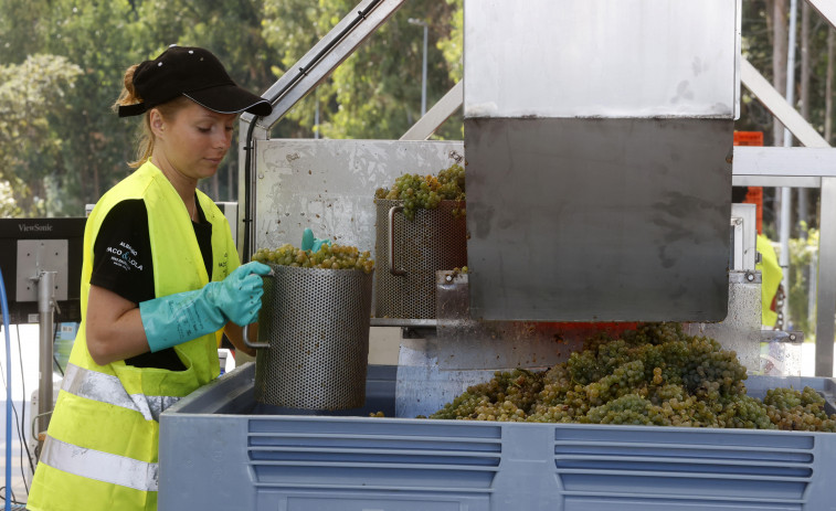 Más mujeres en la DO Rías Baixas: ellas son ya el 45% de sus viticultores