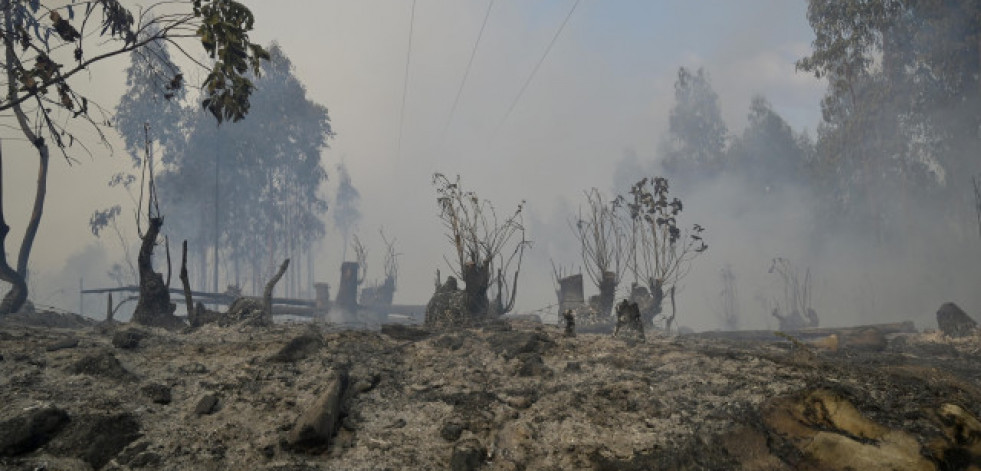 La Xunta ofrece plantas a los dueños de fincas para que las planten en zonas que eviten incendios