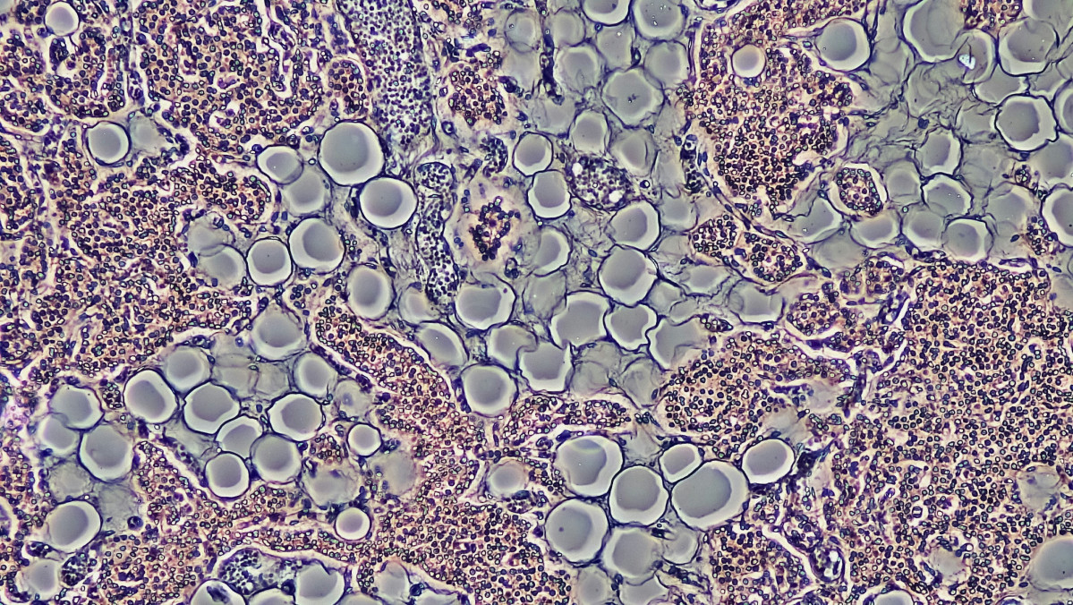 Bioscience image library by fayette reynolds S07 mK6zNeY unsplash