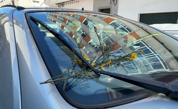 Arousa continúa colocando xestas por el 1 de mayo, pero sabes el porqué