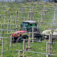 Tractor sulfatando viñedo