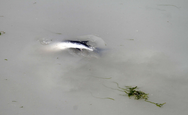 Portos investiga la procedencia de un vertido de peces muertos que llegó a las costas de Boiro y A Pobra