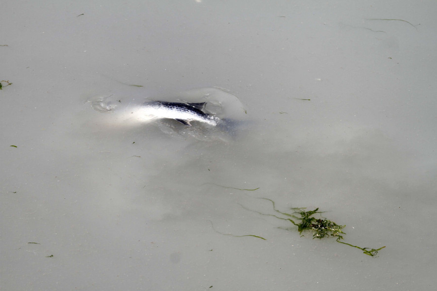 Portos investiga la procedencia de un vertido de peces muertos que llegó a las costas de Boiro y A Pobra
