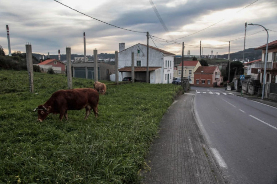 En A Coruña vamos escasos de vacas