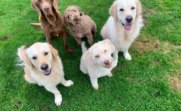 A Tafona acoge en septiembre el III Concurso Nacional Canino Caldas de Reis