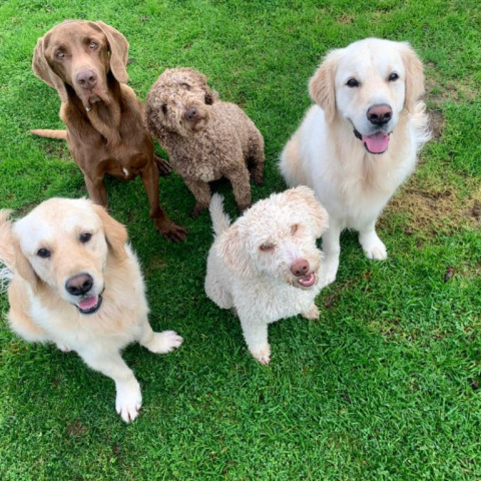 A Tafona acoge en septiembre el III Concurso Nacional Canino Caldas de Reis
