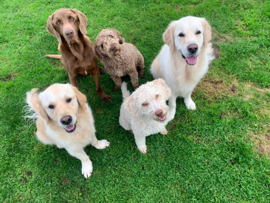 A Tafona acoge en septiembre el III Concurso Nacional Canino Caldas de Reis
