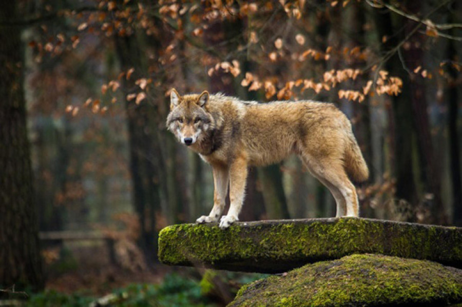 El PPdeG ve "sorprendente" la paralización de la caza del lobo en Galicia
