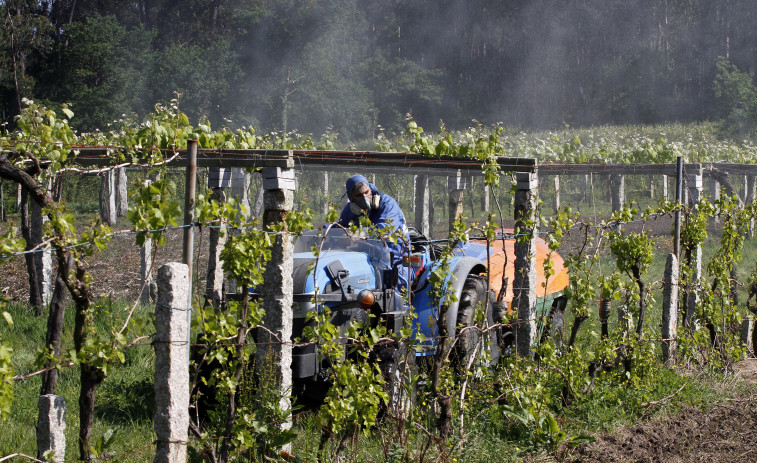 Los últimos análisis apuntan a que la contaminación por nitratos en O Salnés no tiene origen agrario