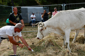 Vaca cea