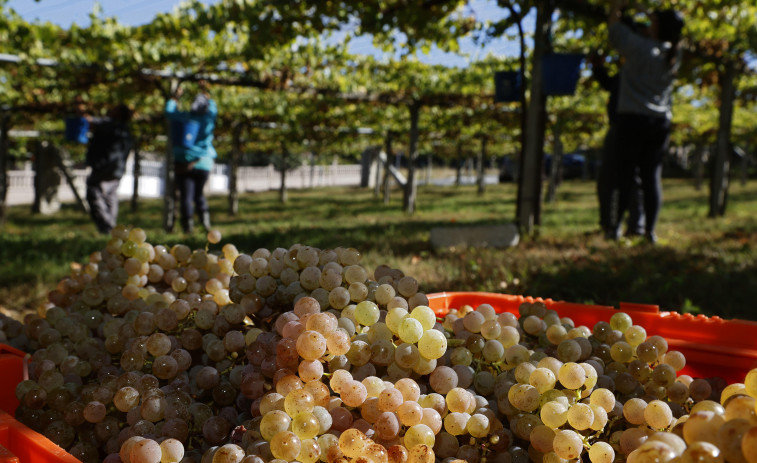 El Consejo Regulador de la DO Rías Baixas califica la añada 2024 como “excelente”