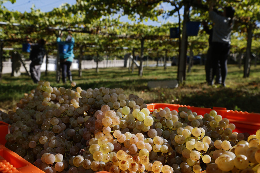 El Consejo Regulador de la DO Rías Baixas califica la añada 2024 como “excelente”