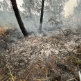 Incendio terron