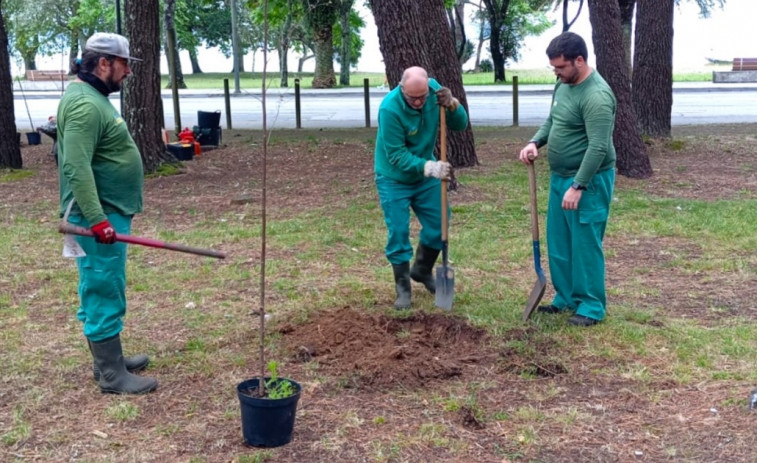 Alumnos del taller de empleo Torre Goiáns IV Boiro eliminan árboles muertos en el monte del estuario del río Coroño