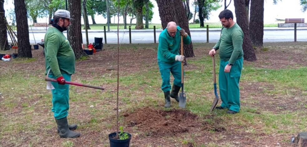 Alumnos del taller de empleo Torre Goiáns IV Boiro eliminan árboles muertos en el monte del estuario del río Coroño