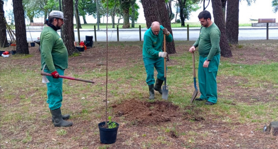 Alumnos del taller de empleo Torre Goiáns IV Boiro eliminan árboles muertos en el monte del estuario del río Coroño