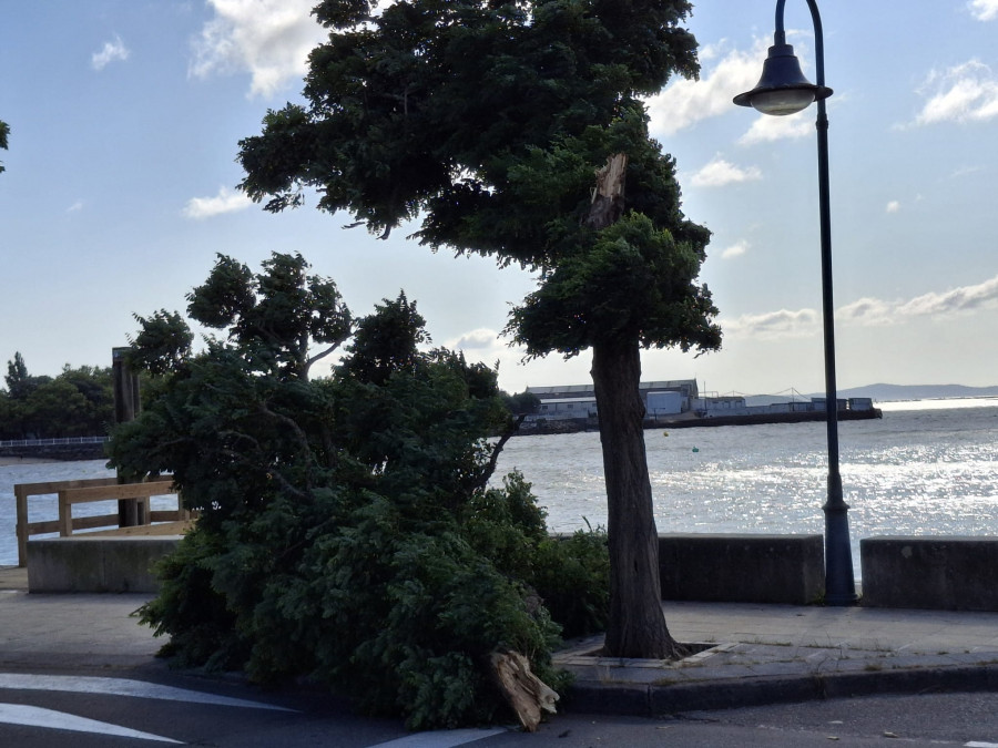Cae una enorme rama de un árbol en el paseo de O Preguntoiro
