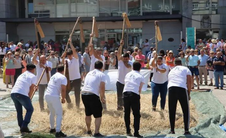 Una vistosa malla de centeno llama poderosamente la atención durante la celebración de las Festas do Verán de Boiro