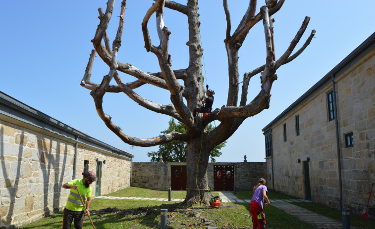El Concello de Sanxenxo realiza una poda del abeto del Pazo de Quintáns para evitar la posible caída de ramas