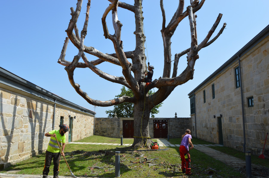 El Concello de Sanxenxo realiza una poda del abeto del Pazo de Quintáns para evitar la posible caída de ramas
