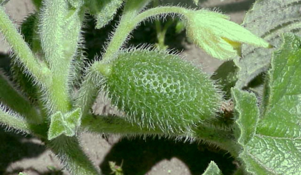 El mecanismo explosivo de una variante del pepino que lanza semillas a 70 km/h inspira desarrollos en biomedicina y robótica