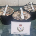 Pulpo interceptado en portonovo patron mayor 1