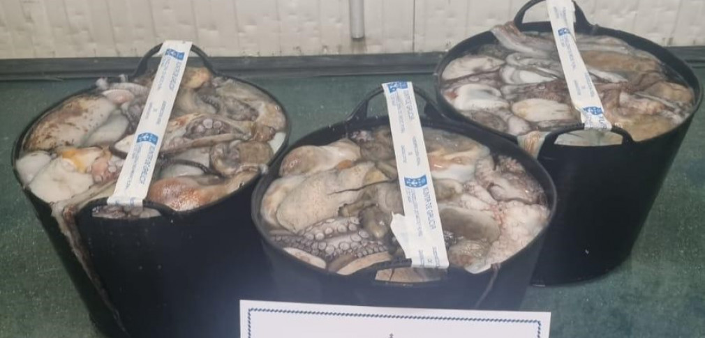 Interceptan al patrón mayor de Portonovo con 116 kilos de pulpo ilegal
