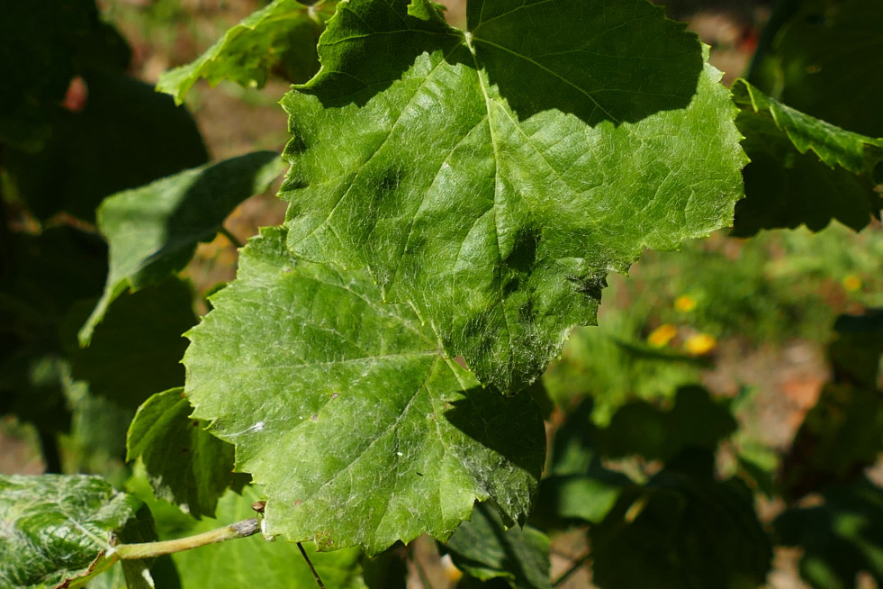 Oídio en follas novas planta testemuña