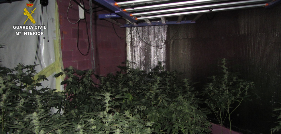 Detenido un vecino de Valga por cultivar en su domicilio 162 plantas de marihuana