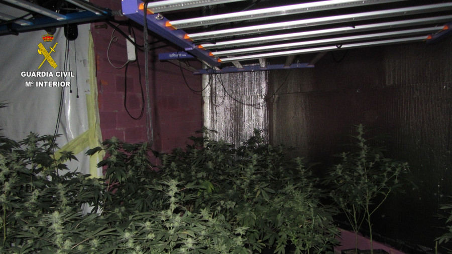 Detenido un vecino de Valga por cultivar en su domicilio 162 plantas de marihuana
