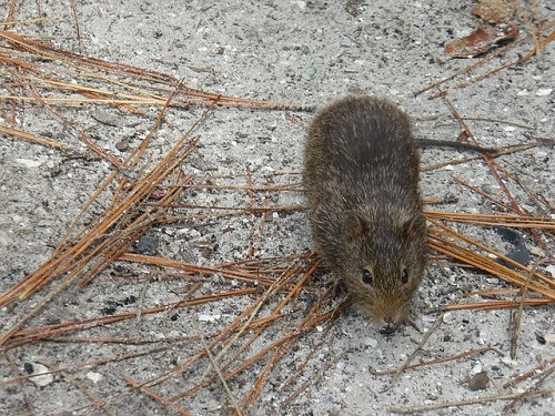 Ratita