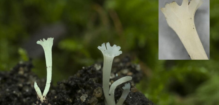 Un achado galego con selo da USC: descubren en Cortegada unha nova especie de fungo