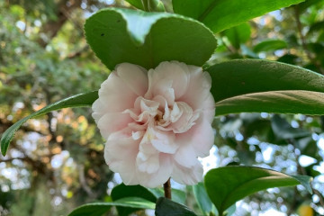 Camelia La Saleta