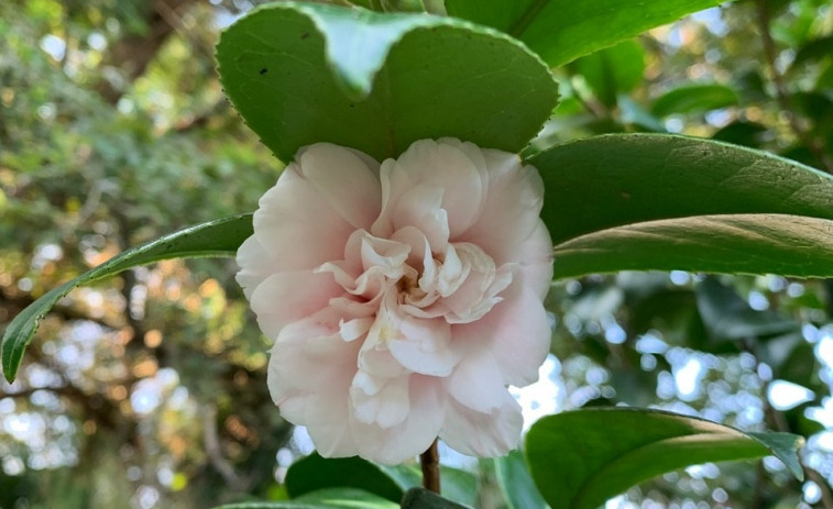 Las camelias también florecen en verano en el Pazo de La Saleta con tres ejemplares abiertos