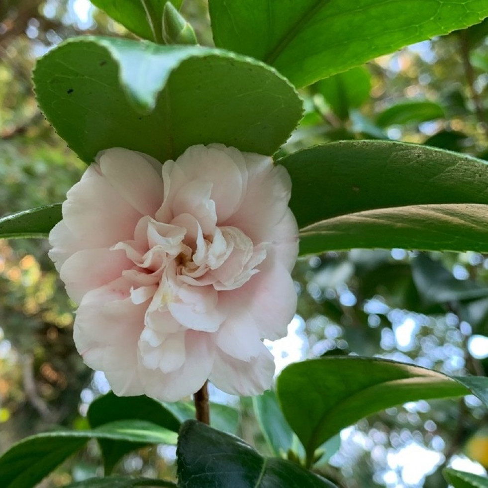 Las camelias también florecen en verano en el Pazo de La Saleta con tres ejemplares abiertos