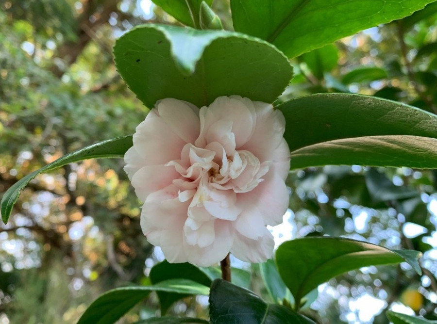 Las camelias también florecen en verano en el Pazo de La Saleta con tres ejemplares abiertos
