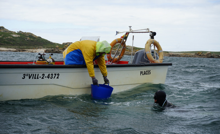 Amicos destaca a la Cofradía de Pescadores de Carreira y Aguiño como ejemplo en conservación y restauración de fondos marinos