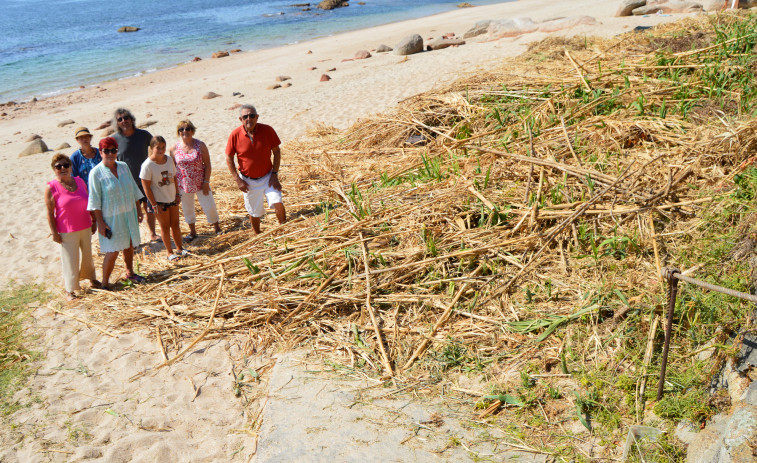 Vecinos y bañistas exigen la retirada urgente de las cañas cortadas de la playa de Castiñeiras
