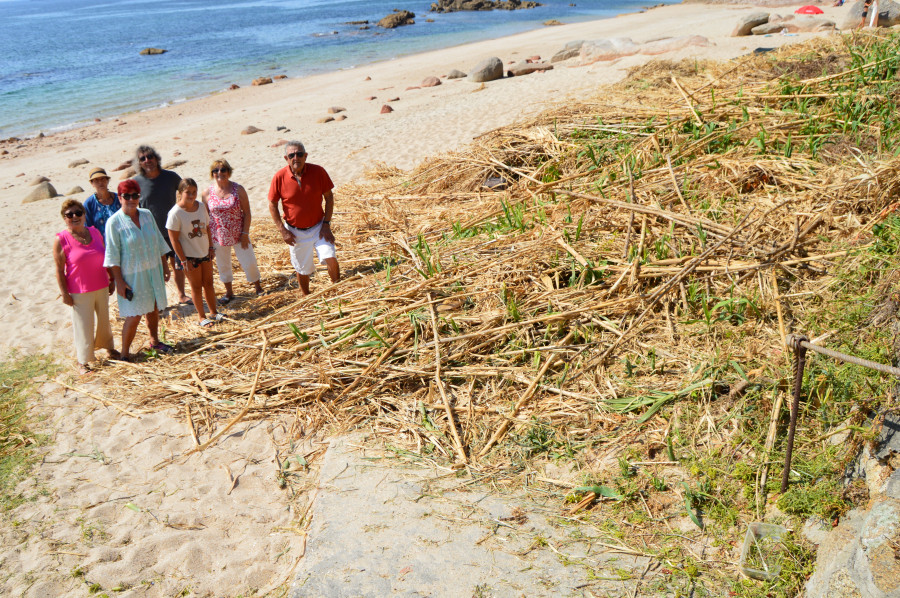 Vecinos y bañistas exigen la retirada urgente de las cañas cortadas de la playa de Castiñeiras