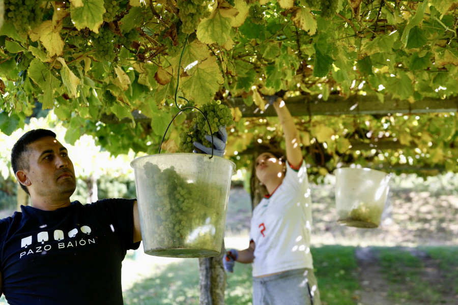 Las bodegas de O Salnés prevén una cosecha de uva albariña “abundante” y de “excelente calidad”
