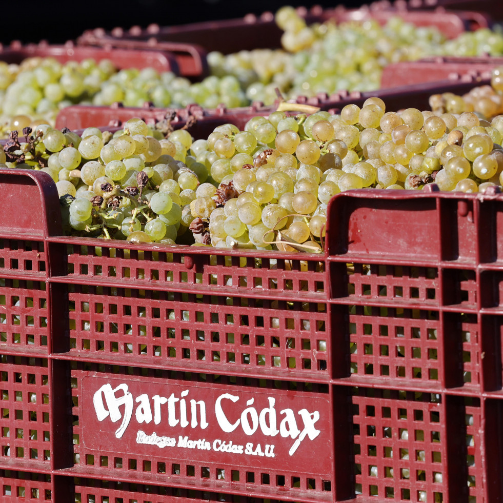 Martín Códax inicia la vendimia con uvas albariñas en estado “excelente”
