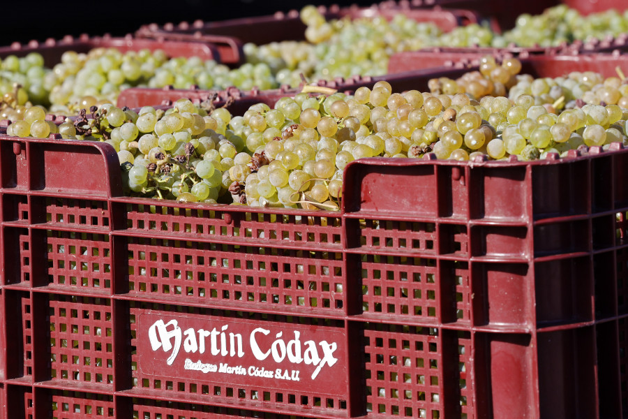 Martín Códax inicia la vendimia con uvas albariñas en estado “excelente”